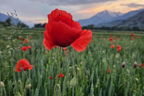 pexels ardashir zand 580913377 17006242 (1)